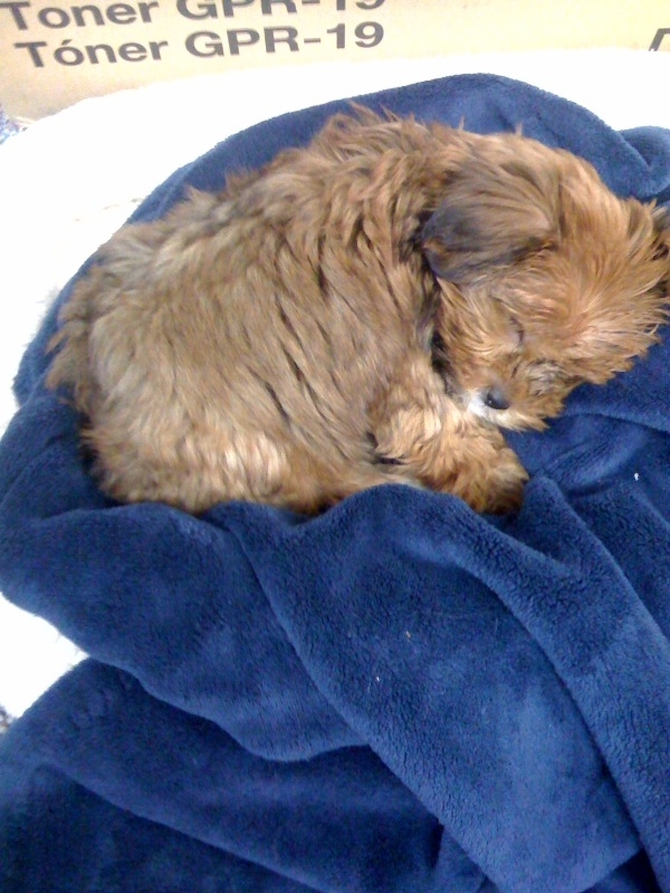 CareBear - Yorkshire Terrier Puppy For Sale Premier Pups CareBear - Yorkshire Terrier Puppy For Sale Premier Pups