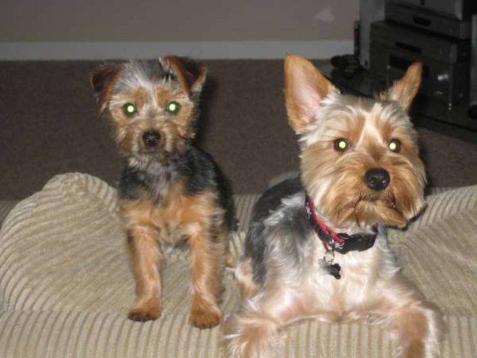xena and sampson - Yorkshire Terrier Puppy For Sale Premier Pups xena and sampson - Yorkshire Terrier Puppy For Sale Premier Pups