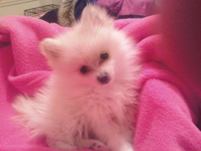 Sophie (was snowflake) - Pomeranian Puppy For Sale Premier Pups Sophie (was snowflake) - Pomeranian Puppy For Sale Premier Pups