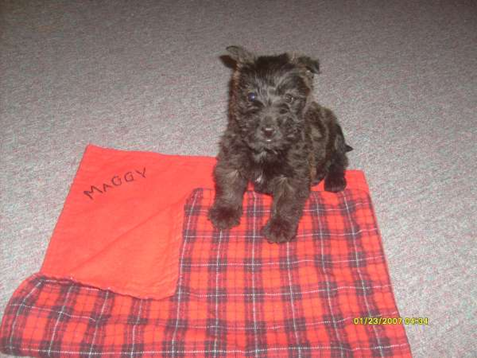 Maggy Mae MacDougal - Scottish Terrier Puppy For Sale Premier Pups Maggy Mae MacDougal - Scottish Terrier Puppy For Sale Premier Pups