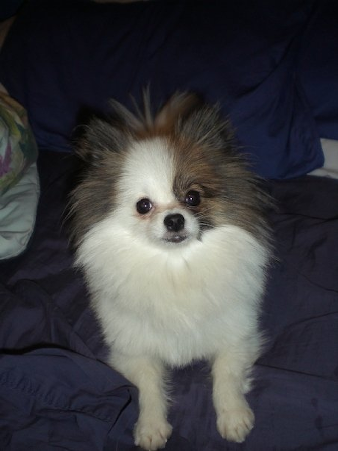 Stewie - Pomeranian Puppy For Sale Premier Pups Stewie - Pomeranian Puppy For Sale Premier Pups