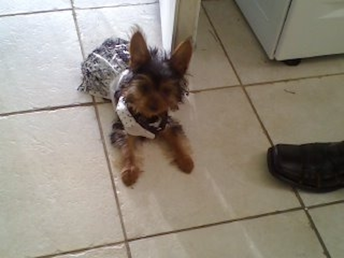 C'Loe - Yorkshire Terrier Puppy For Sale Premier Pups C'Loe - Yorkshire Terrier Puppy For Sale Premier Pups