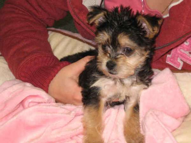 Lexi - Yorkshire Terrier Puppy For Sale Premier Pups Lexi - Yorkshire Terrier Puppy For Sale Premier Pups