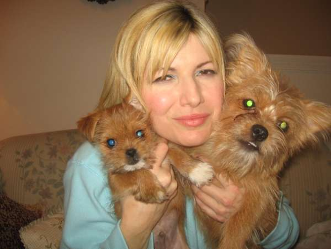 Zoey and 'formaly Sugar' - Yorkshire Terrier Puppy For Sale Premier Pups Zoey and 'formaly Sugar' - Yorkshire Terrier Puppy For Sale Premier Pups