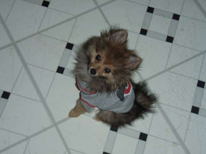 Zues (was Teddy) - Pomeranian Puppy For Sale Premier Pups Zues (was Teddy) - Pomeranian Puppy For Sale Premier Pups