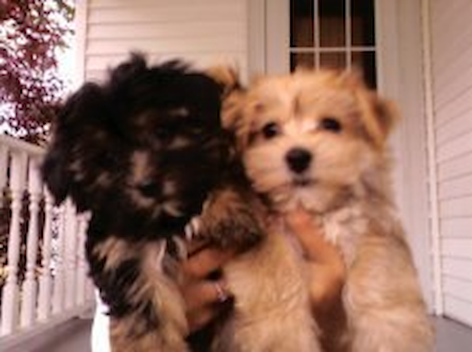 Bailey and Sampson - Yorkshire Terrier Puppy For Sale Premier Pups Bailey and Sampson - Yorkshire Terrier Puppy For Sale Premier Pups
