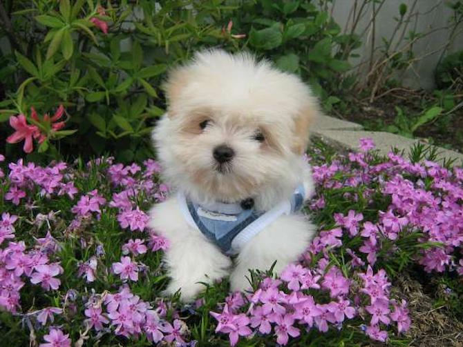 Cecil - Maltese/Pomeranian - Mixed breeds Puppy For Sale Premier Pups Cecil - Maltese/Pomeranian - Mixed breeds Puppy For Sale Premier Pups
