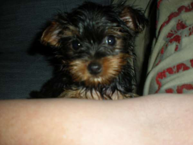 Diamond (formally Izzie) - Yorkshire Terrier Puppy For Sale Premier Pups Diamond (formally Izzie) - Yorkshire Terrier Puppy For Sale Premier Pups