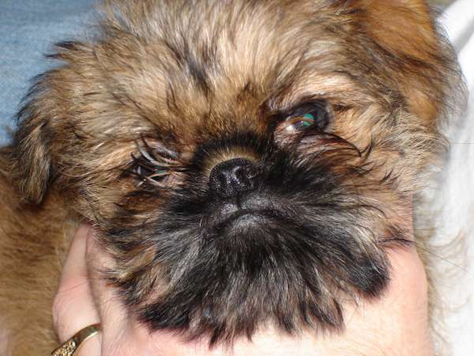 Sprout - Brussels Griffon Puppy For Sale Premier Pups Sprout - Brussels Griffon Puppy For Sale Premier Pups