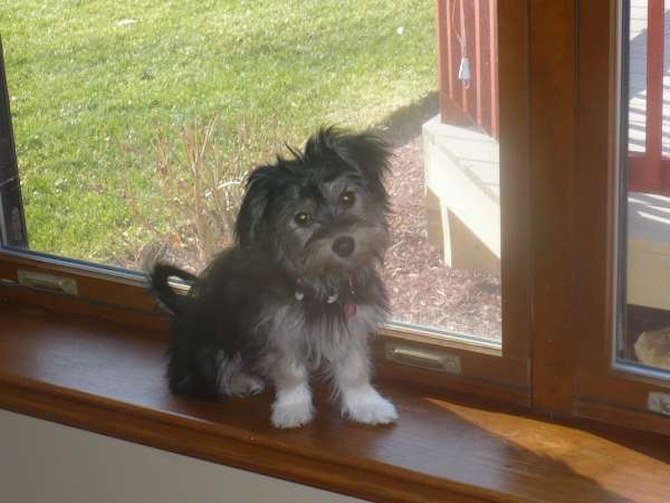 Brutus - Havanese Puppy For Sale Premier Pups Brutus - Havanese Puppy For Sale Premier Pups