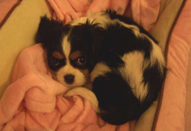Was "Princess", now "Lacey" - Cavalier King Charles Spaniel Puppy For Sale Premier Pups Was "Princess", now "Lacey" - Cavalier King Charles Spaniel Puppy For Sale Premier Pups