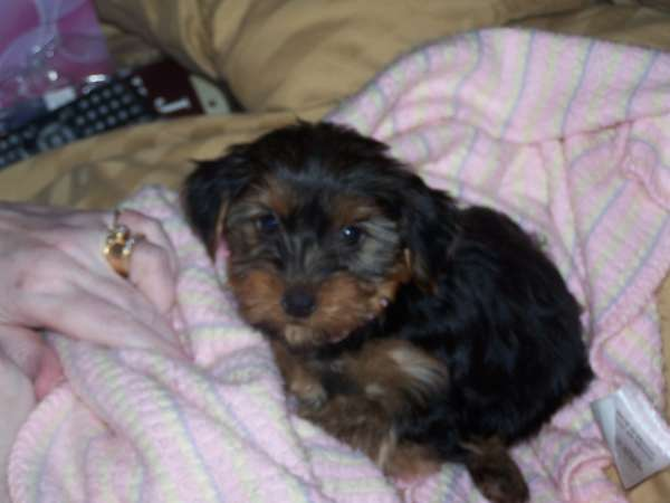 zoe - Yorkshire Terrier Puppy For Sale Premier Pups zoe - Yorkshire Terrier Puppy For Sale Premier Pups