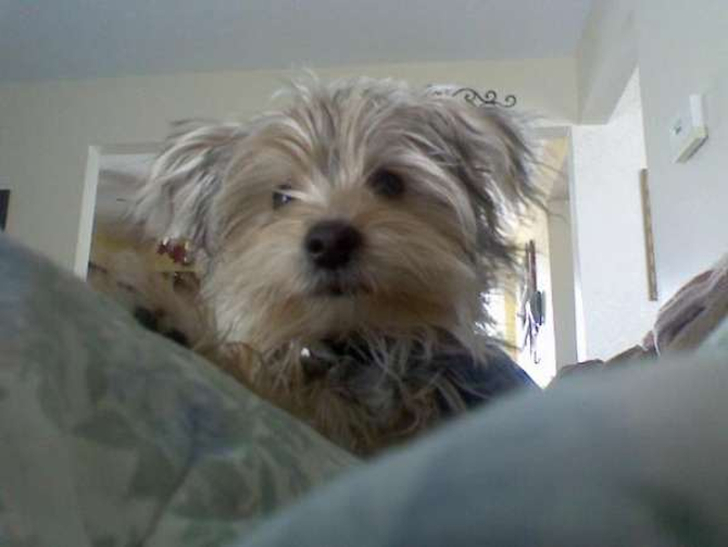 Ralphie - Yorkshire Terrier Puppy For Sale Premier Pups Ralphie - Yorkshire Terrier Puppy For Sale Premier Pups