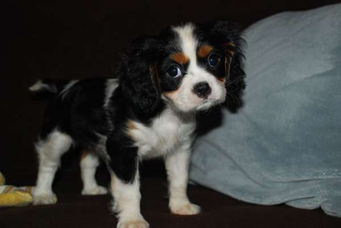 Amira - Cavalier King Charles Spaniel Puppy For Sale Premier Pups Amira - Cavalier King Charles Spaniel Puppy For Sale Premier Pups