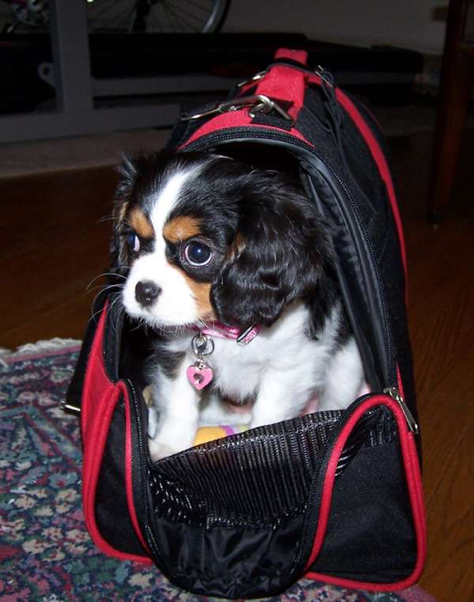 Lacey - Cavalier King Charles Spaniel Puppy For Sale Premier Pups Lacey - Cavalier King Charles Spaniel Puppy For Sale Premier Pups