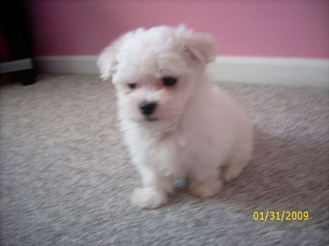 Max - Maltese Puppy For Sale Premier Pups Max - Maltese Puppy For Sale Premier Pups