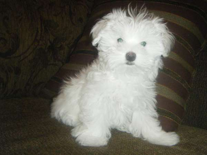 Gozo - Maltese Puppy For Sale Premier Pups Gozo - Maltese Puppy For Sale Premier Pups