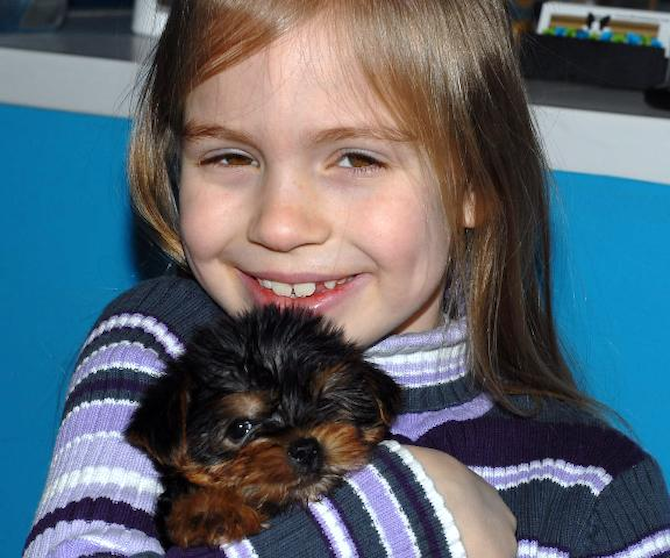 Miley - Yorkshire Terrier Puppy For Sale Premier Pups Miley - Yorkshire Terrier Puppy For Sale Premier Pups