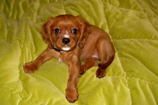 Eva - Cavalier King Charles Spaniel Puppy For Sale Premier Pups Eva - Cavalier King Charles Spaniel Puppy For Sale Premier Pups