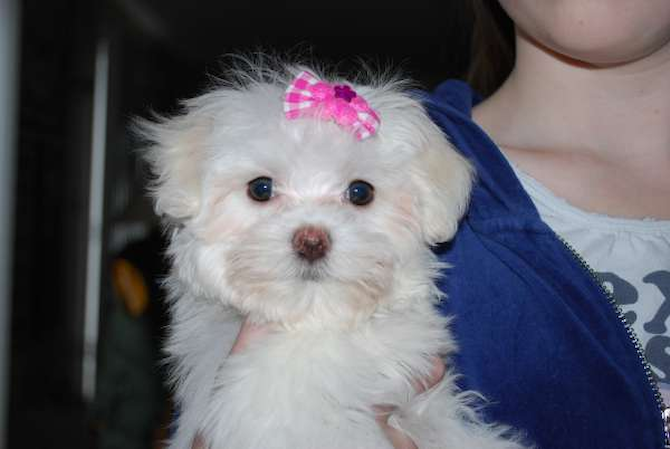 Molly - Maltese Puppy For Sale Premier Pups Molly - Maltese Puppy For Sale Premier Pups