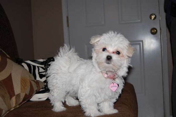 Tanzie - Maltese Puppy For Sale Premier Pups Tanzie - Maltese Puppy For Sale Premier Pups