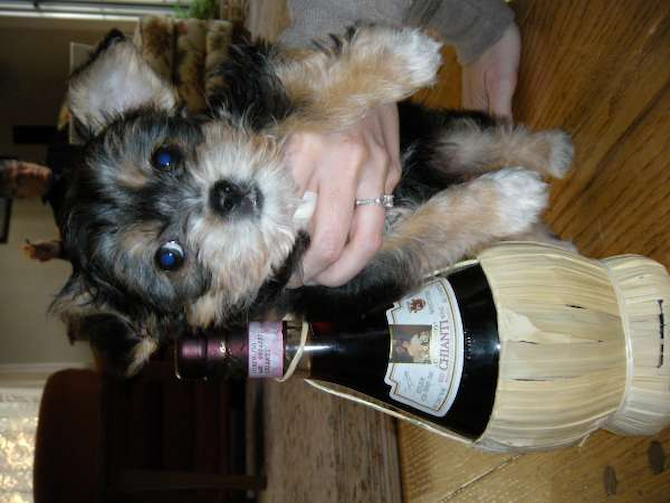Chianti (formally Sacha) - Mixed breeds Puppy For Sale Premier Pups Chianti (formally Sacha) - Mixed breeds Puppy For Sale Premier Pups