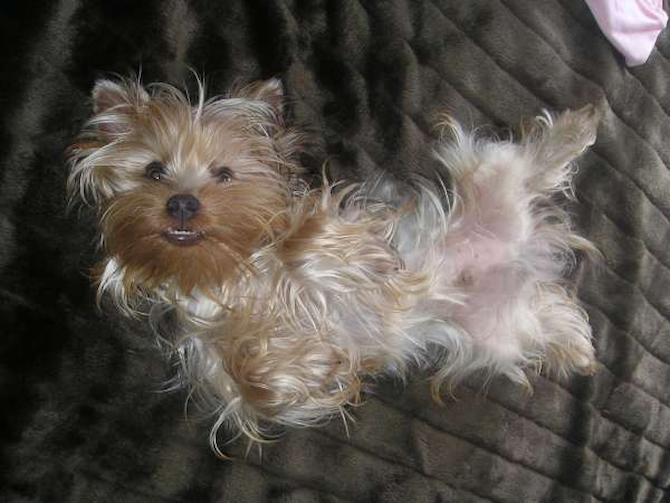 Cooper Marquis de Villard (Banjo) - Yorkshire Terrier Puppy For Sale Premier Pups Cooper Marquis de Villard (Banjo) - Yorkshire Terrier Puppy For Sale Premier Pups