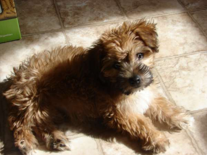 Valen (formally Jenny) - Yorkshire Terrier Puppy For Sale Premier Pups Valen (formally Jenny) - Yorkshire Terrier Puppy For Sale Premier Pups