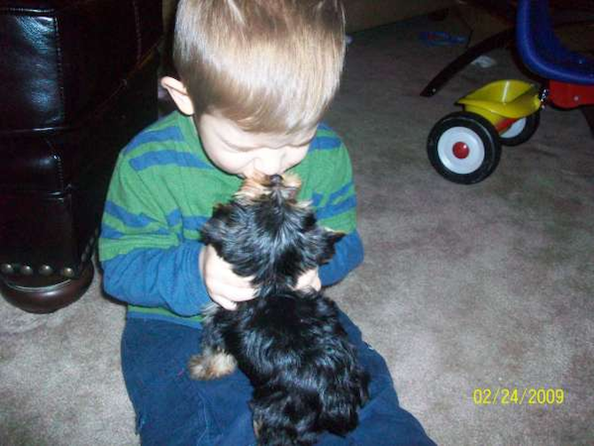 Capone - Yorkshire Terrier Puppy For Sale Premier Pups Capone - Yorkshire Terrier Puppy For Sale Premier Pups
