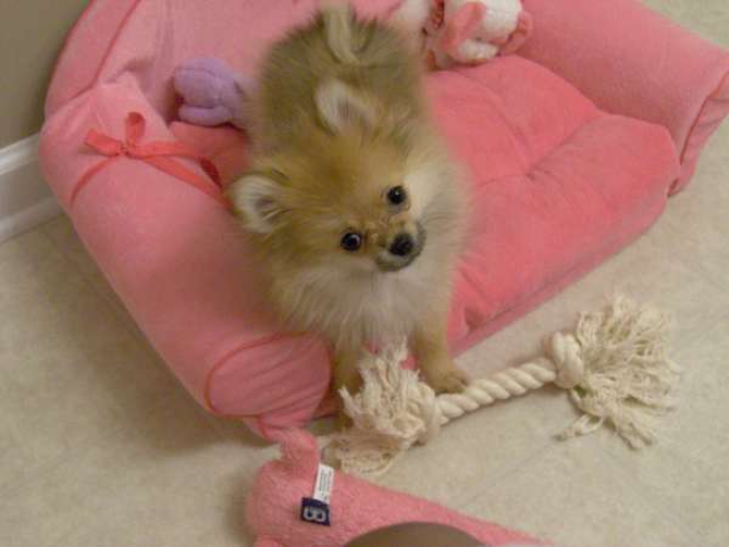 Aki (was Juliette) - Pomeranian Puppy For Sale Premier Pups Aki (was Juliette) - Pomeranian Puppy For Sale Premier Pups
