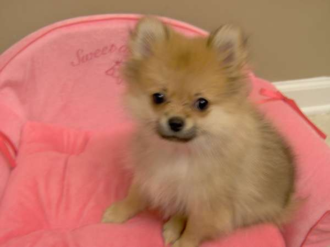 Aki (was Juliette) - Pomeranian Puppy For Sale Premier Pups Aki (was Juliette) - Pomeranian Puppy For Sale Premier Pups