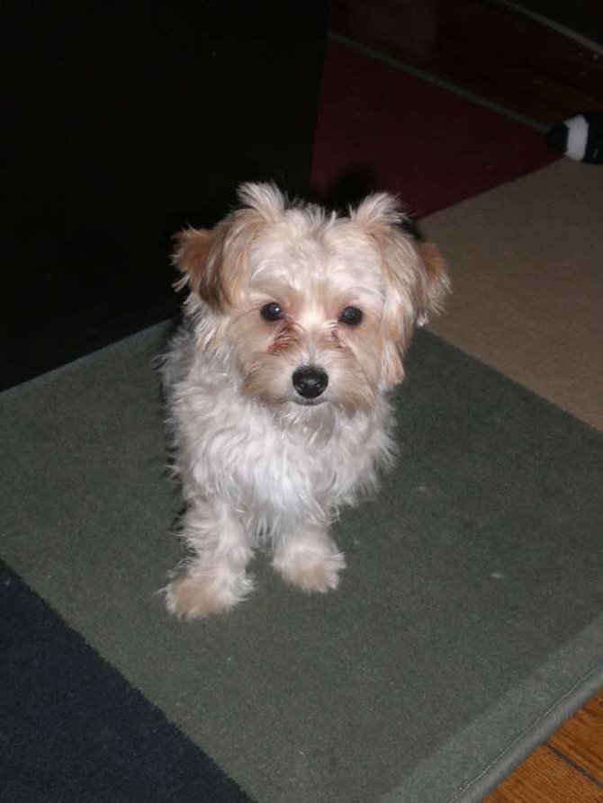 Peanut - Yorkshire Terrier Puppy For Sale Premier Pups Peanut - Yorkshire Terrier Puppy For Sale Premier Pups