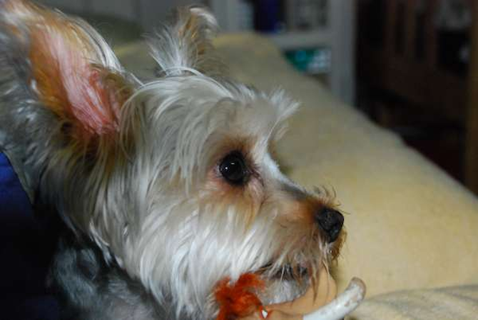 Toby (was Banjo) - Yorkshire Terrier Puppy For Sale Premier Pups Toby (was Banjo) - Yorkshire Terrier Puppy For Sale Premier Pups