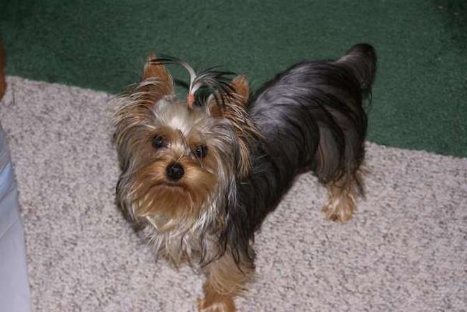 Alexia - "Lexi" - Yorkshire Terrier Puppy For Sale Premier Pups Alexia - "Lexi" - Yorkshire Terrier Puppy For Sale Premier Pups