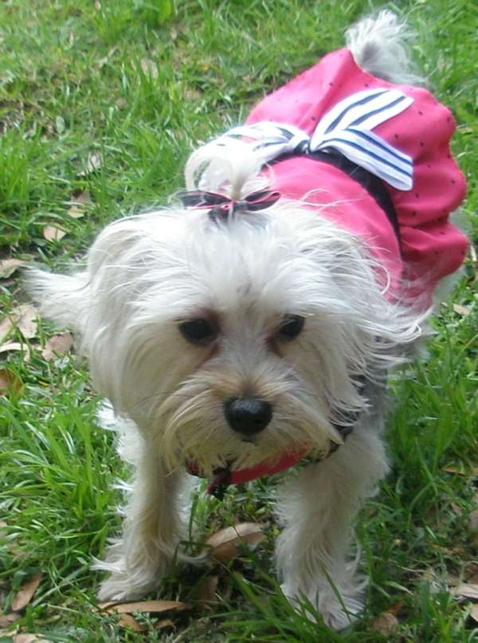 Chloe - Mixed breeds Puppy For Sale Premier Pups Chloe - Mixed breeds Puppy For Sale Premier Pups
