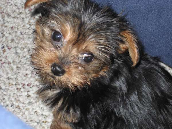 Bailey - Yorkshire Terrier Puppy For Sale Premier Pups Bailey - Yorkshire Terrier Puppy For Sale Premier Pups