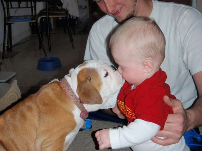 Audrey Hepburn - English Bulldog Puppy For Sale Premier Pups Audrey Hepburn - English Bulldog Puppy For Sale Premier Pups
