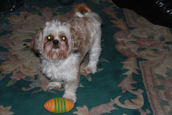 najee - Shih Tzu Puppy For Sale Premier Pups najee - Shih Tzu Puppy For Sale Premier Pups
