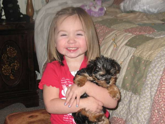 Gracie - Yorkshire Terrier Puppy For Sale Premier Pups Gracie - Yorkshire Terrier Puppy For Sale Premier Pups