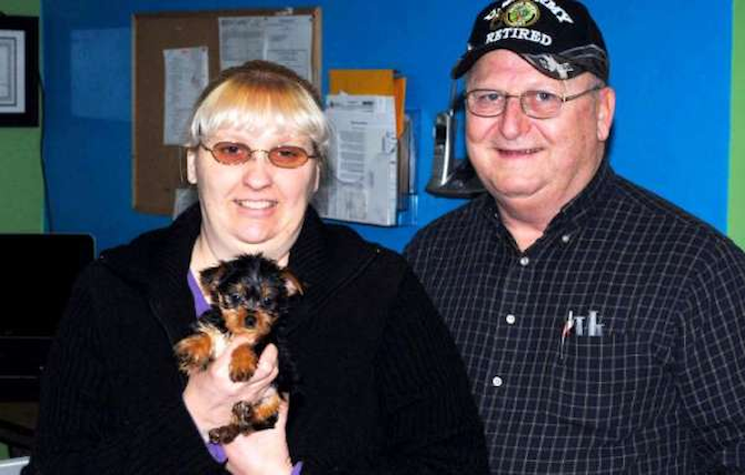 Avery - Yorkshire Terrier Puppy For Sale Premier Pups Avery - Yorkshire Terrier Puppy For Sale Premier Pups