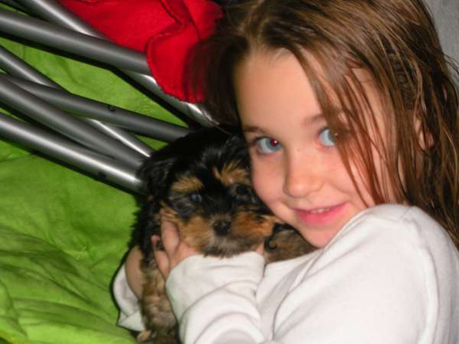 Sampson - Yorkshire Terrier Puppy For Sale Premier Pups Sampson - Yorkshire Terrier Puppy For Sale Premier Pups
