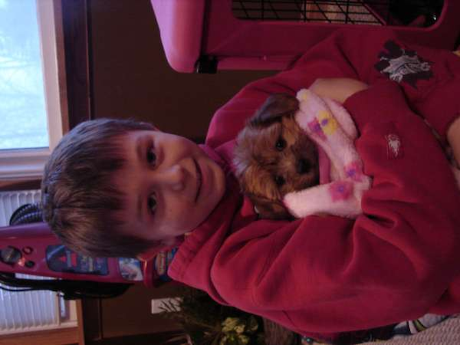 Lacy Lu Lu - Yorkshire Terrier Puppy For Sale Premier Pups Lacy Lu Lu - Yorkshire Terrier Puppy For Sale Premier Pups