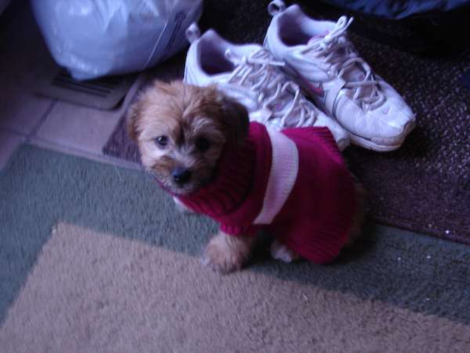Lacy Lu Lu - Yorkshire Terrier Puppy For Sale Premier Pups Lacy Lu Lu - Yorkshire Terrier Puppy For Sale Premier Pups