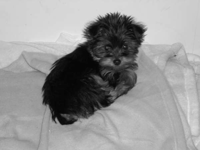 Diamond (formally Izzie) - Yorkshire Terrier Puppy For Sale Premier Pups Diamond (formally Izzie) - Yorkshire Terrier Puppy For Sale Premier Pups