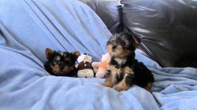 Roscoe & Avery - Yorkshire Terrier Puppy For Sale Premier Pups Roscoe & Avery - Yorkshire Terrier Puppy For Sale Premier Pups