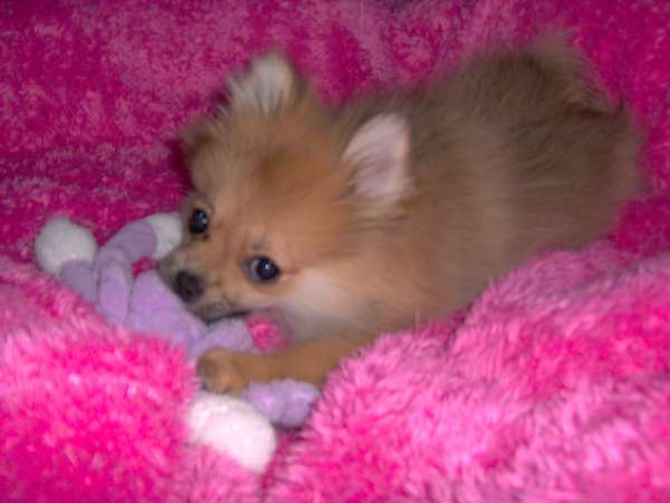 Aki (was Juliette) - Pomeranian Puppy For Sale Premier Pups Aki (was Juliette) - Pomeranian Puppy For Sale Premier Pups