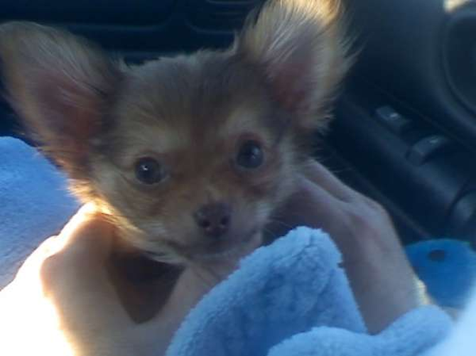 Peppito (aka peppie) - Chihuahua Puppy For Sale Premier Pups Peppito (aka peppie) - Chihuahua Puppy For Sale Premier Pups