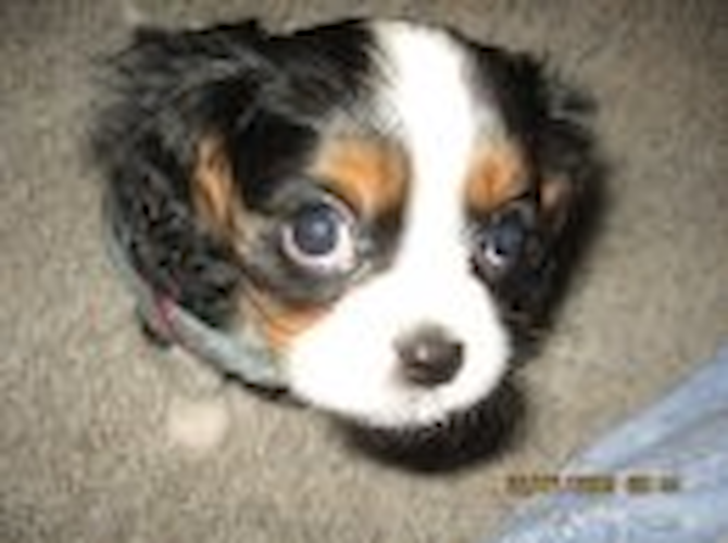 Jacob - Cavalier King Charles Spaniel Puppy For Sale Premier Pups Jacob - Cavalier King Charles Spaniel Puppy For Sale Premier Pups