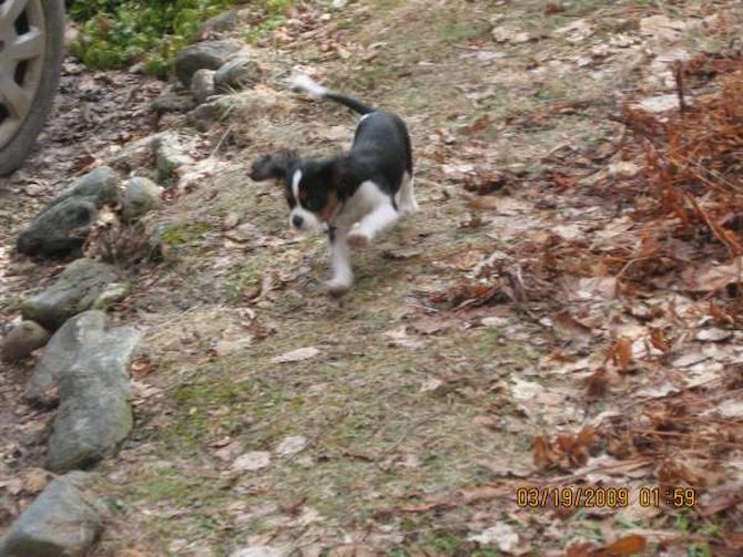 Jacob - Cavalier King Charles Spaniel Puppy For Sale Premier Pups Jacob - Cavalier King Charles Spaniel Puppy For Sale Premier Pups