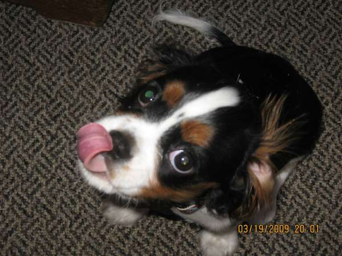 Jacob - Cavalier King Charles Spaniel Puppy For Sale Premier Pups Jacob - Cavalier King Charles Spaniel Puppy For Sale Premier Pups